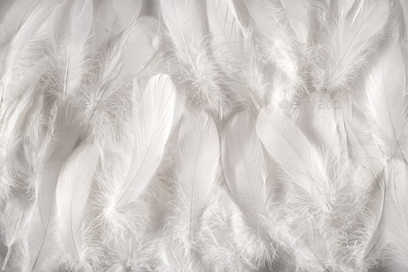 White feathers background Stock Photo by Photology75 | PhotoDune